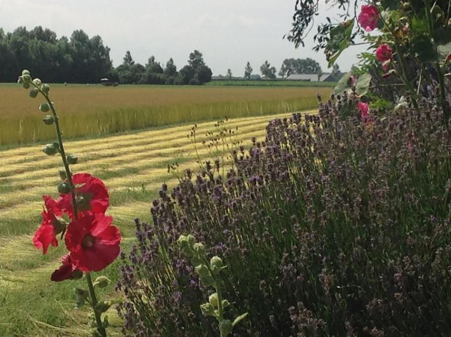Dijkhuisje Zeeland Waterlandkerkje Exteriér fotografie